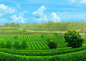 湘丰茶业集团获评“中国森林养生基地”