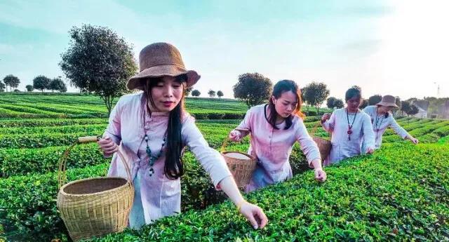 游客在乌山贡茶园体验采茶.jpg