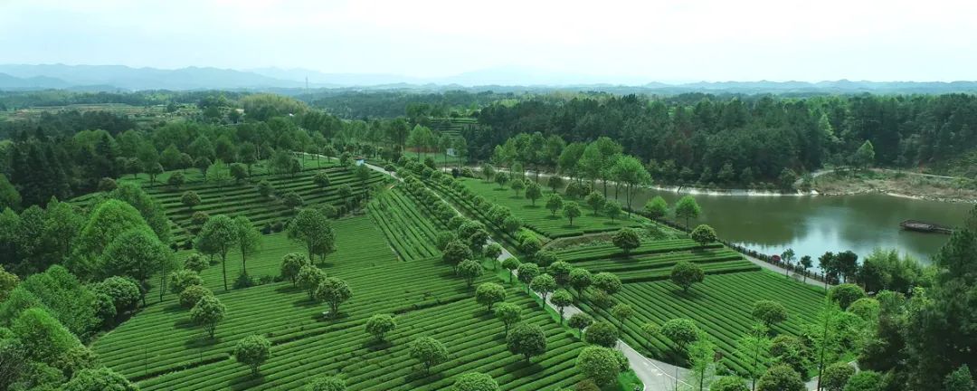 湘丰茶业集团荣获“省级农业国际贸易高质量发展基地”