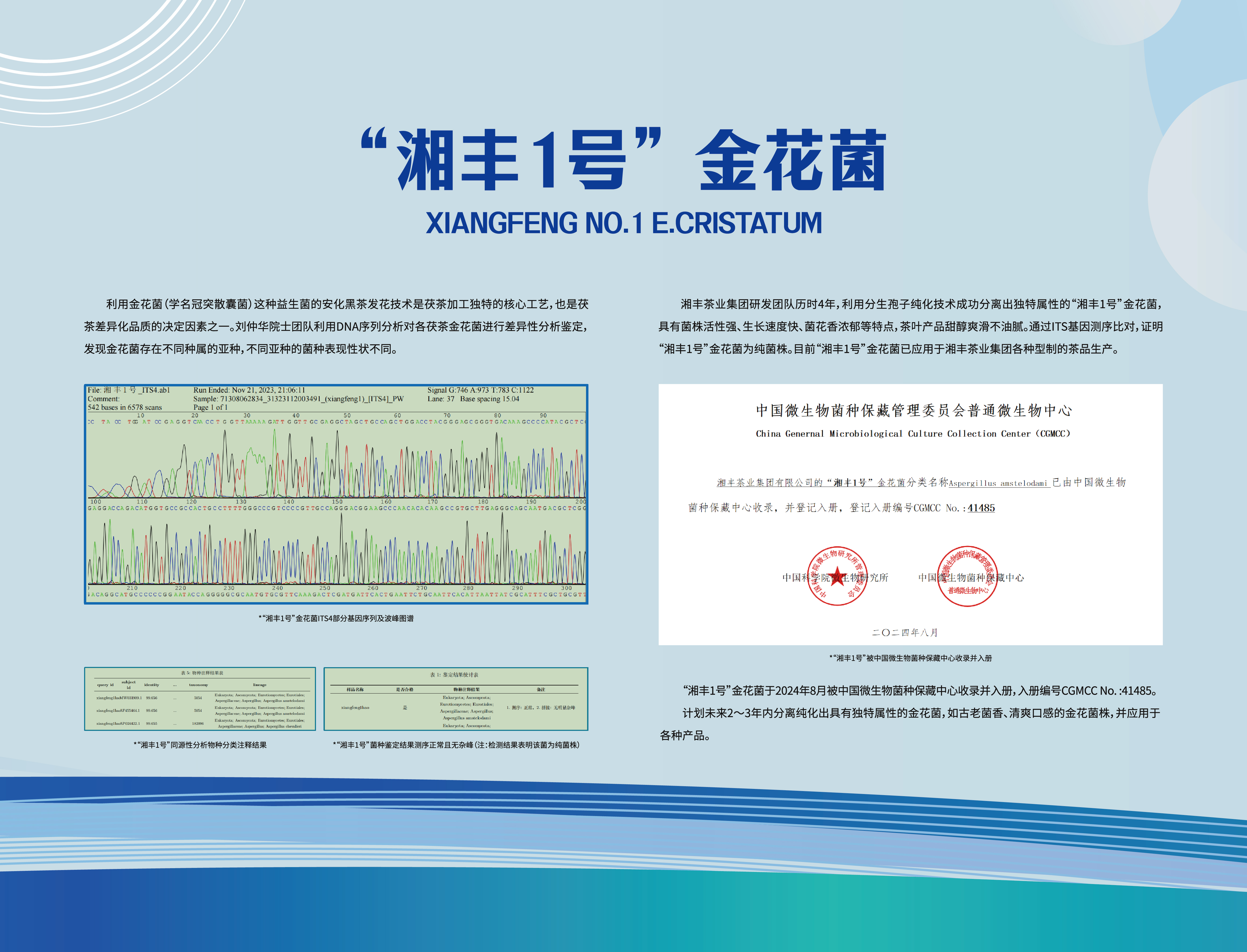 “湘丰1号”金花菌.jpg