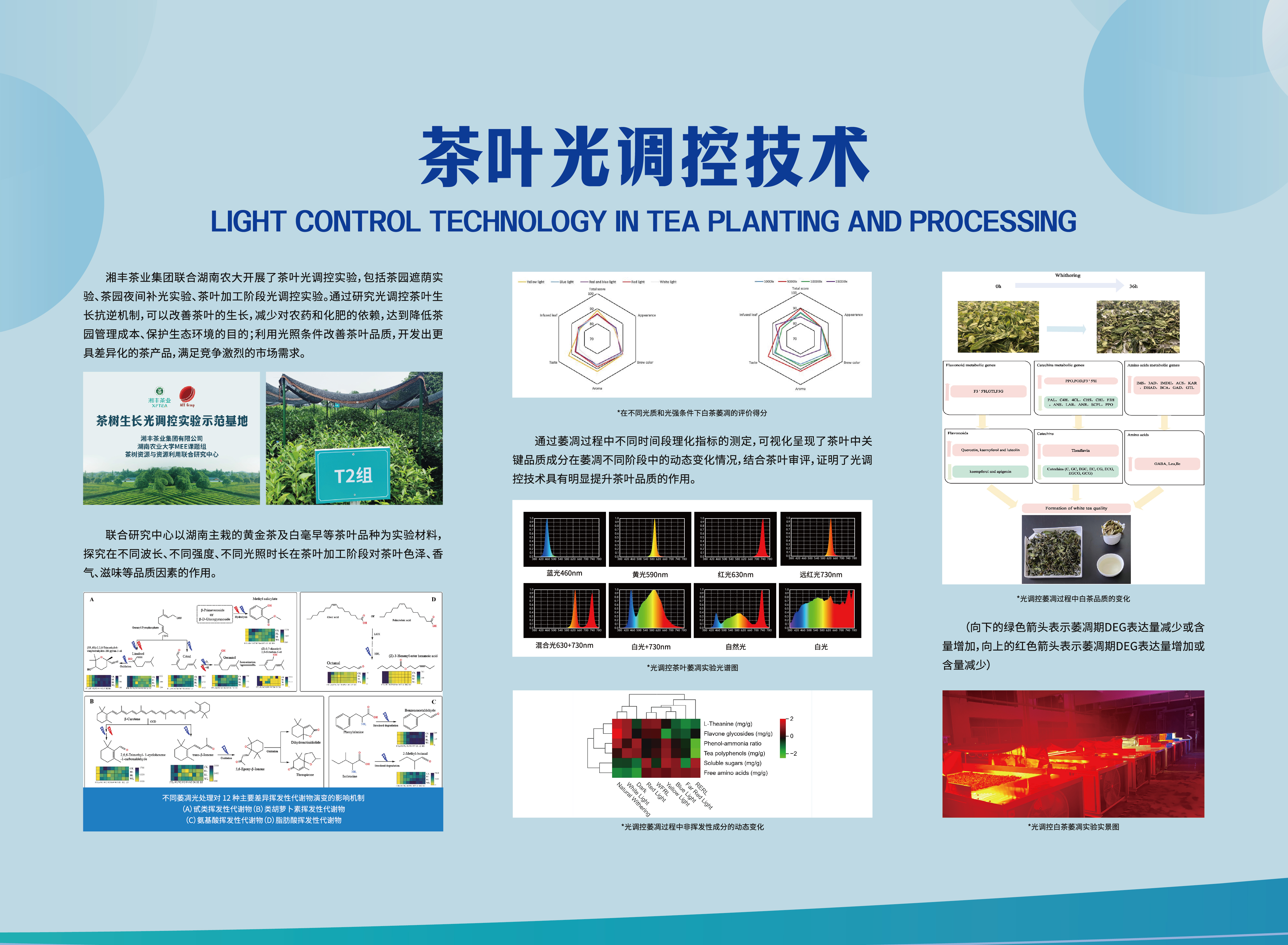 茶叶光调控技术.jpg
