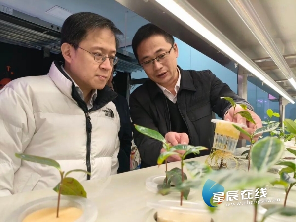 湘丰茶业专家工作站 | 从茶园到茶杯的科技革命 湘丰茶业专家工作站 | 从茶园到茶杯的科技革命
